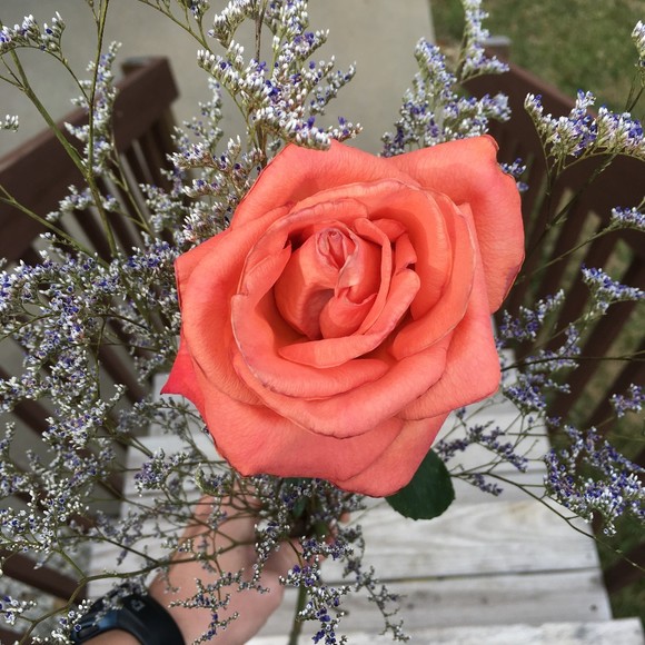 Meet your Posher, Emma - Picture 1 of 1